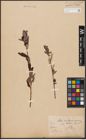Foto von Salix aurita L. x Salix purpurea L.